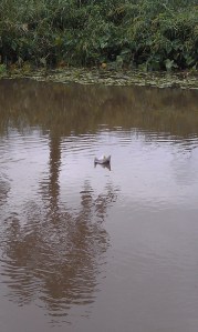 I admit, it does look a little sodden.