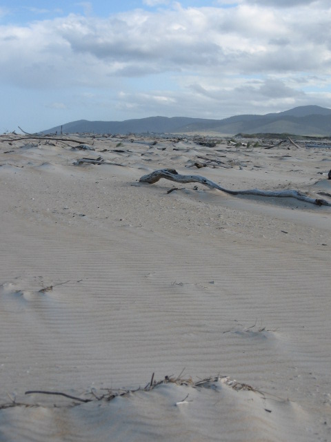 Sand Dunes at Scamander These windblown dunes were filled with shells, driftwood and other debris,