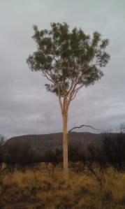 A beautiful ghost gum just off the track from the Cassia Hill walk