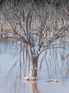 A tree encrusted with salt.