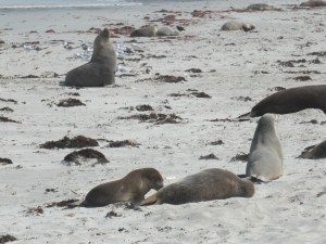 KI Sea Lions up close, with a bull in the background and a mum and pup in the fore ground.