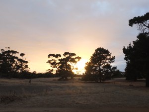 The view from the back of the Seal Bay Cafe