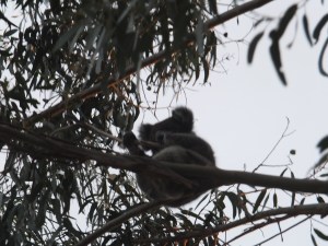 Koala in the tree at the cafe.