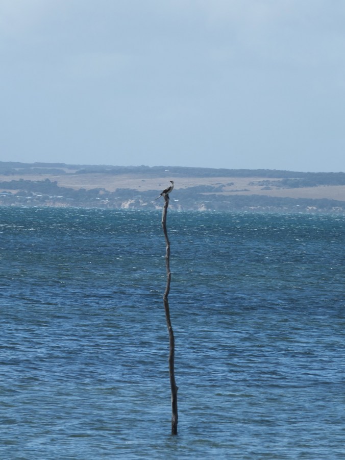 Bird on a pole. That is all.